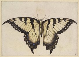first-colony-foundation-butterfly